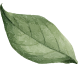 shape
